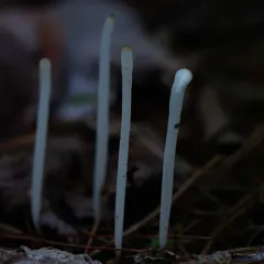 Fairy Fingers thumbnail 1