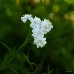 Sneezewort thumbnail 1