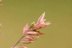 English Grain Aphid thumbnail 1