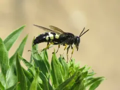 Horse Guard Wasp thumbnail 1