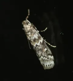 Evergreen Coneworm Moth thumbnail 2