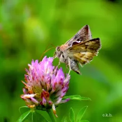 Celery Looper Moth thumbnail 4