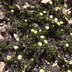 Hooker's Mountain-Avens thumbnail 2