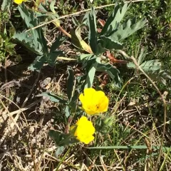Blueleaf Cinquefoil thumbnail 2