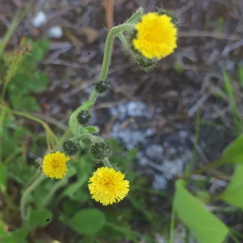 Slender Hawkweed
