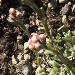 Rosy Pussytoes thumbnail 2