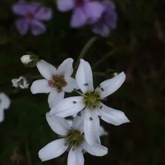 Fescue Sandwort thumbnail 2
