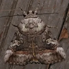 Similar Underwing thumbnail 2