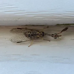 Say's Mantidfly thumbnail 3