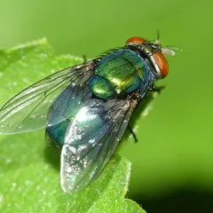 Blue-green Bottle Fly thumbnail 2