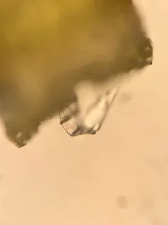 Boas' trematodon moss thumbnail 2