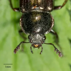 Platyceroides aeneus thumbnail 1