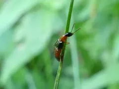 Bisnius blandus thumbnail 3