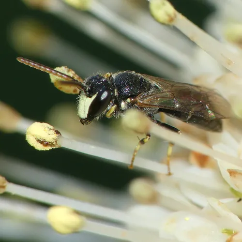 Hairy masked Bee