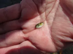 Northern Puffer thumbnail 2
