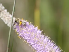 Aberrant Cellophane Bee thumbnail 3