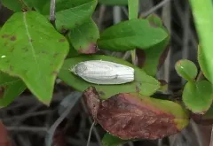 Antaeotricha osseella thumbnail 2