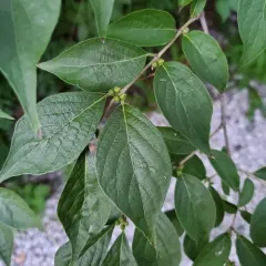 Amur honeysuckle thumbnail 3