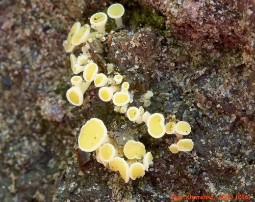 Lachnum pygmaeum