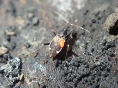 Fulvius slateri thumbnail 2