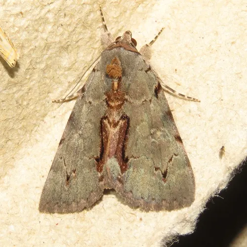 Woody Underwing