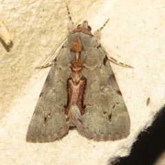 Woody Underwing thumbnail 1
