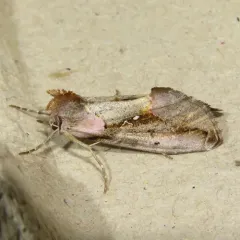 Pink-patched Looper Moth thumbnail 1