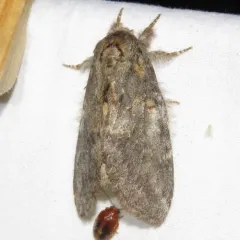 Angulose Prominent thumbnail 2