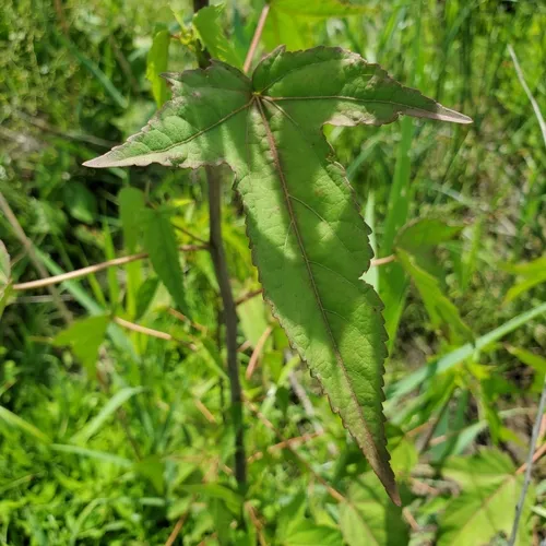 Halberd-leaf Rosemallow