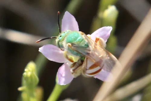 Honey-tailed Striped Sweat Bee