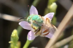 Honey-tailed Striped Sweat Bee thumbnail 1