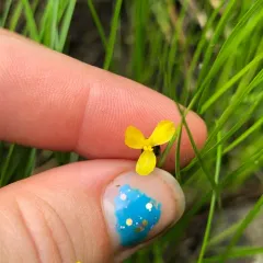 northern yellow-eyed grass thumbnail 1