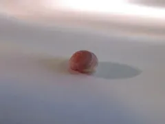 Cherrystone Drop thumbnail 2