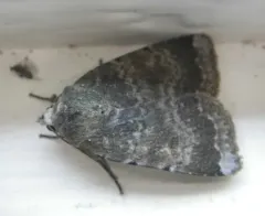 Abagrotis variata thumbnail 2