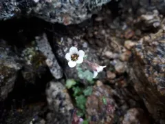 Siberian Saxifrage thumbnail 2