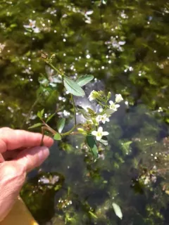 Lake-cress thumbnail 3