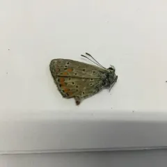 Common Blue thumbnail 2