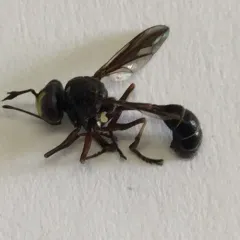Physocephala furcillata thumbnail 3