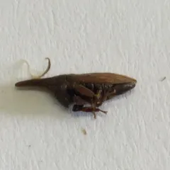 Wide-footed Treehopper thumbnail 4