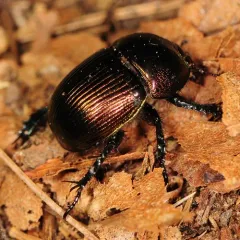 Splendid Earth-boring Beetle thumbnail 4