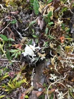 Scamman's Locoweed thumbnail 1