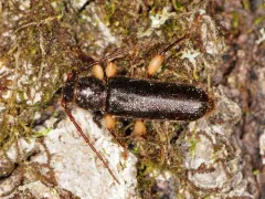 Phymatodes aereus thumbnail 3