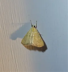 White-roped Glaphyria Moth thumbnail 1