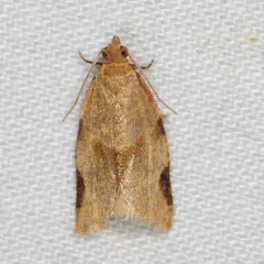 Greenish Apple Moth thumbnail 2