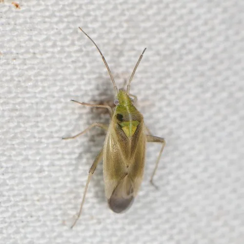 Amblytylus nasutus