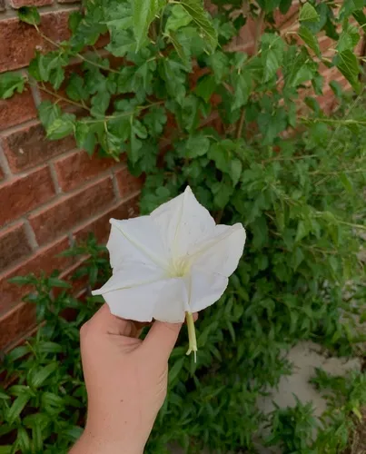 Moonflower