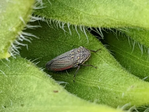 Cuerna alpina