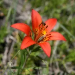 Wood Lily thumbnail 2