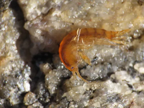 Gammarus lawrencianus