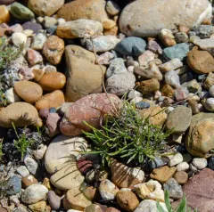Taprooted Fleabane thumbnail 2